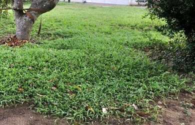 Imagem 2: Chácara para venda com 2000 m2 com 2 qtos em - Itapissuma - PE aceitamos proposta