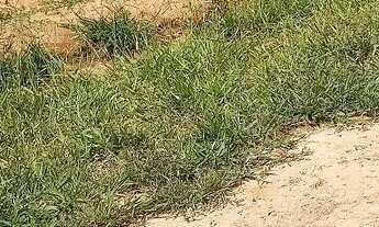 Imagem 2: Terreno - sítio 1.0000m2