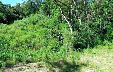 Imagem 4: ANITÁPOLIS/SC - Lindo terreno apenas 3km do centro 12hectares