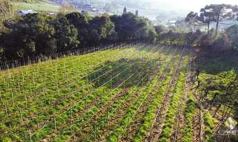 Imagem 4: Linda àrea com plantio de 2.5 hectares