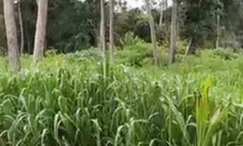 Imagem 6: Vende-se chácara de 04 alqueires