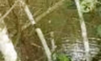 Imagem 5: Fazenda c/ 149he, c/ 80he aberto, terra mista, 70km de Cuiabá-MT