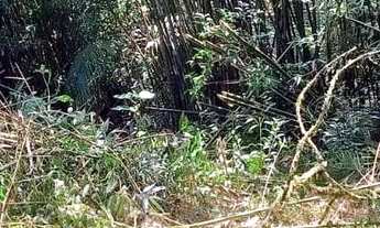 Imagem 2: Terreno em Nova Friburgo, Teodoro Oliveira, Serra Nevada, área de proteção ambiental