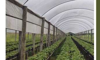 Imagem 6: Lindo Sítio com água em abundância