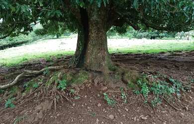 Imagem 4: Sítio todo formado para boi ,ótima localização