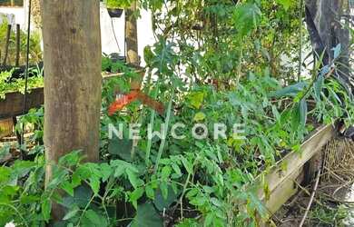 Imagem 5: Casa em Rua Dom Lourenço de Almada - Portal do Patrimonium - Caraguatatuba/SP