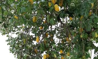 Imagem 3: Fazenda/Sítio/Chácara para venda com 49943 metros quadrados com 5 quartos