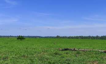 Imagem: Fazenda 325 Alqueires Região de Ariquemes