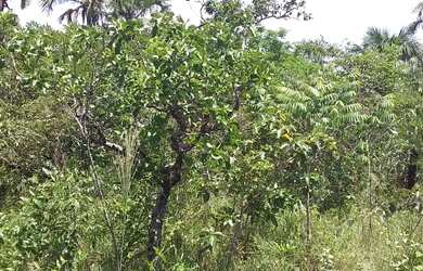 Imagem 7: Fazenda/Sítio/Chácara para venda tem 242500 metros quadrados em Setor Central - Cromínia