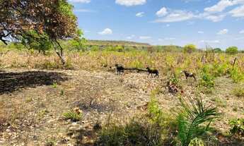 Imagem 3: Fazenda à venda, 2.172 Hectares (448 Alqueires) em Lizarda/TO