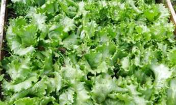 Imagem 4: Propriedade rural/ roça /chacara/ com 16.400 m2