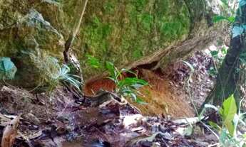 Imagem 5: Sítio a Venda em Domingos Martins