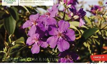 Imagem: Terreno em condomínio no FLORAIS CHAPADA