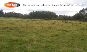 Imagem 3: Próximo a Cidade Área de Terra 3.5 hectares Zona Rural Glorinha, RS