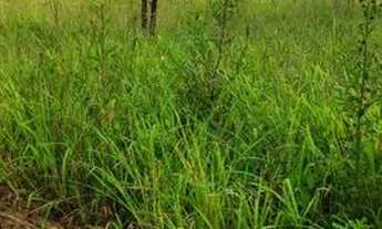 Imagem 6: Fazenda/Sítio/Chácara para venda tem 7300000 metros quadrados com 1 quarto