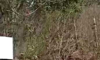 Imagem: Terreno na taquara