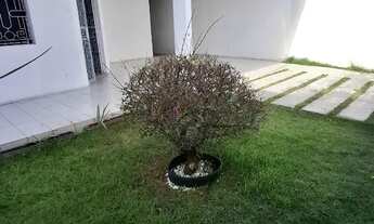 Imagem 2: Alugo casa no Antares próximo ao Mix Mateus