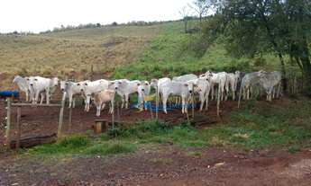 Imagem 6: Sítio com 2 dormitórios à venda, 4 Alqueires por R$ 1.500.000 - Zona Rural - Santa Lucia/P