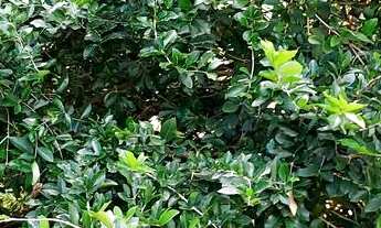 Imagem 4: Vendo Ótima Chácara no Quintas do Amanhecer Planaltina-DF