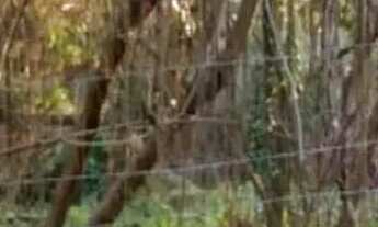 Imagem 5: Lote em Avenida Miguel Antônio Fernandes - Recreio dos Bandeirantes - Rio de Janeiro/RJ