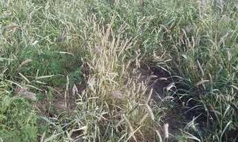 Imagem 2: 68 mil Fazenda / sítio com venda por R$68.000