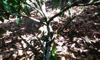 Imagem 3: Fazenda na Rodovia/Ilhéus/Itabuna - Região do Japu