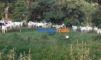Imagem 11: Fazenda a venda de 68 alqueires para pecuária na região de Caldas Novas GO