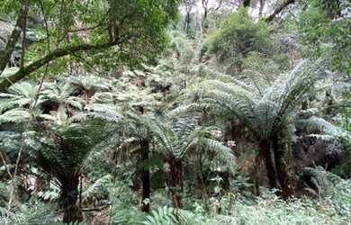 Imagem 6: Urubici/Sítio/Chácara á venda de 3.0 Hectares