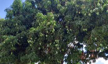 Imagem 6: Terreno à venda, Condomínio Retiro da Mata - Jequitibá, Jequitibá, MG