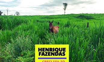 Imagem 3: Fazenda Vitrine, 60 alqueires ( 290.4 hectares). 45 alqueires em Dois Irmãos