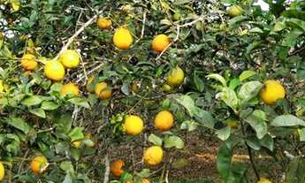 Imagem 2: Chácara Rural / Chacara Bom Sucesso