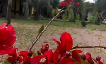 Imagem 6: Sítio para quem busca o melhor de Águas claras, casa, piscina, pomar e mais