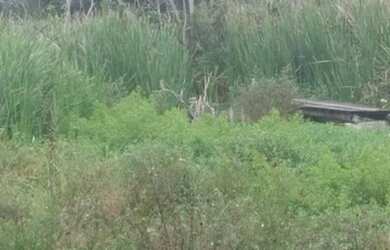 Imagem 2: Área residencial à venda, Estância Santa Maria (Zona Rural), São José do Rio Preto