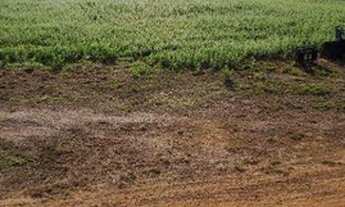 Imagem 2: Fazenda em Canarana à venda, m² por R$ - Zona Rural - Canarana/MT