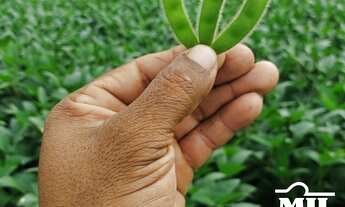 Imagem 3: Fazenda 1.933 alqueires (9355Hà) Goiatins - TO