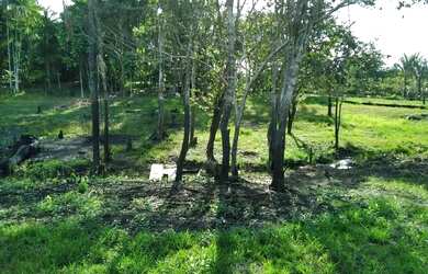 Imagem 5: Vendo Sítio no Careiro Castanho BR319 -Ramal são jose