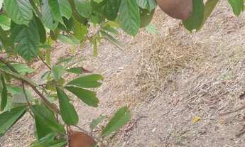 Imagem 6: VENDO TERRENO NA AM 070