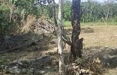 Imagem 2: Lote em taquaracu de minas 1000 metros cercado