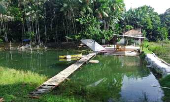 Imagem 2: Sitio 50x500 com plantação de açaí e varias arvores frutiferas por 160 mil reais