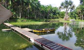 Imagem: Sitio 50x500 com plantação de açaí e