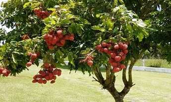 Imagem 5: Chácara mobiliada ideal para o conforto da sua família em Araçoiaba da Serra
