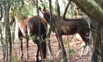 Imagem 7: Sítio para quem busca o melhor de Águas claras, casa, piscina, pomar e mais