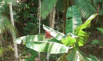 Imagem 3: VENDA: Lindo sítio com 33200 m² - Vigolo - Nova Trento/SC