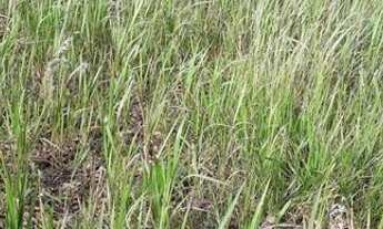 Imagem 4: Ótimo terreno em Itaipava Petrópolis-RJ