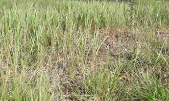 Imagem 6: Ótimo terreno em Itaipava Petrópolis-RJ