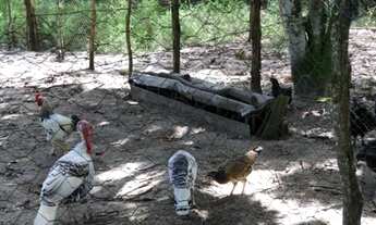 Imagem 6: Vendo sitio com 25.000m² Próximo linha verde