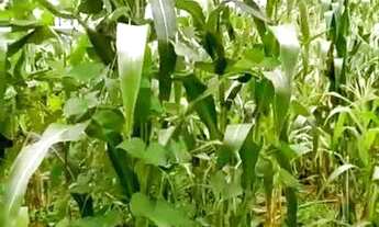 Imagem: Vendo uma linda chácara