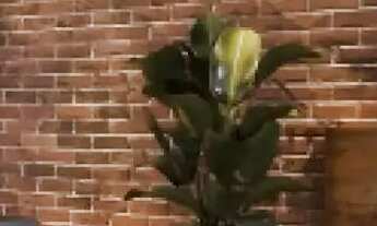 Imagem 7: Tropical Village