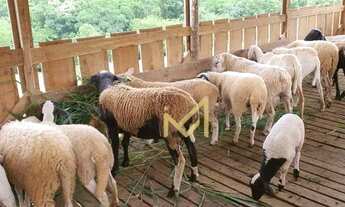 Imagem 6: Sítio - 54.450 m² por R$ 1.900.000 - Rio Do Salto - Cascavel/PR