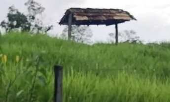 Imagem: Chacarra 13 alqueires 25 km da cidade de